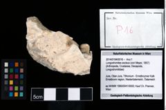 Foto (Objekt + Etikett) von Longodromites excisus (von Meyer, 1857)  (NHMW-GEO-2014-0194-0016)